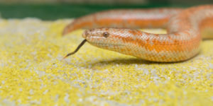 Rosy Boa Snake